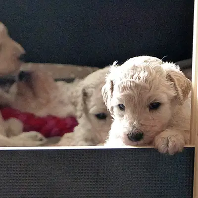 Výchova pudla: Tipy na trénink pro začátečníky i pokročilé