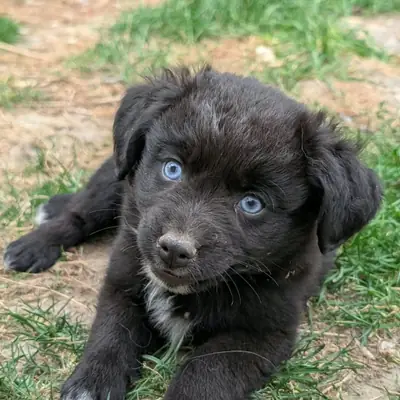 Von den golden aussies – Australian Shepherd Züchter, Rhineland-Palatinate
