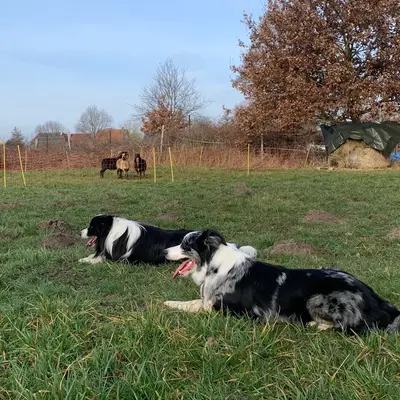 Border Collies von Samanthas Garden of Silz  cover