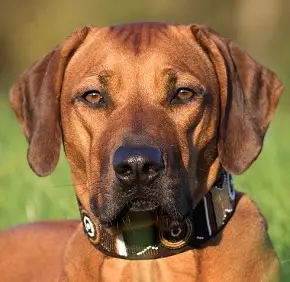 Tierärztliche Rhodesian Ridgebackzucht a Via Canis von Frau Dr. Tina Johann cover