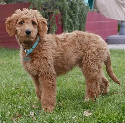 Goldendoodle kaufen: Kosten, Züchter & Tipps [2026]