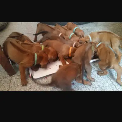 Salud del Rhodesian Ridgeback: Enfermedades y Prevención [2026]