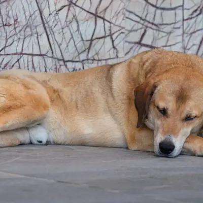 Wurmpaste beim Hund: Anwendung, Wirkung und Dosierung