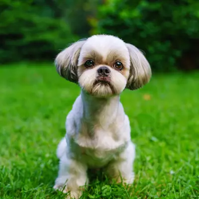 Shih Tzu kaufen: Kosten, Züchter & Tipps [2026]