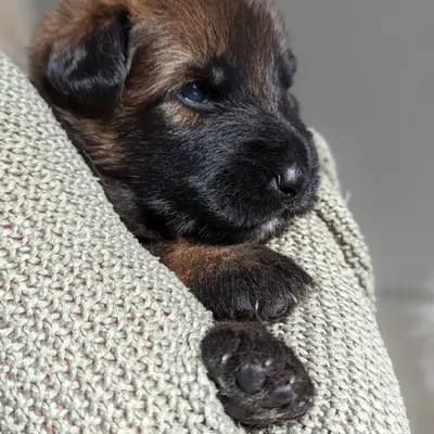 Frieda