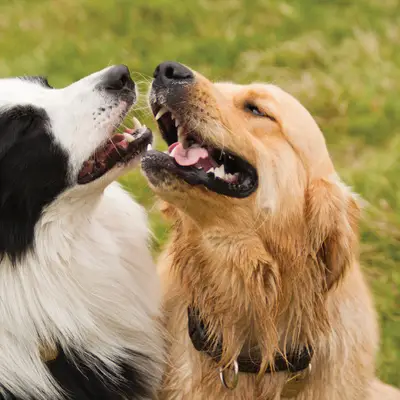 Chiens populaires - pourquoi certains sont-ils plus populaires que d'autres ?