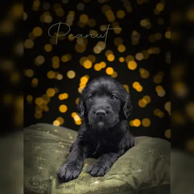 Peanut
