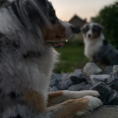 Soul Dogs Aussies cover