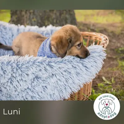 Luni