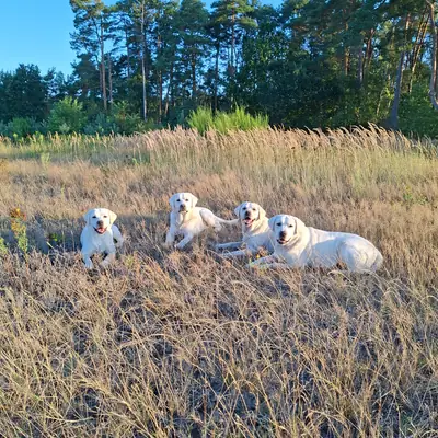 Von Lunasee – Labrador Retriever Züchter, Niedersachsen