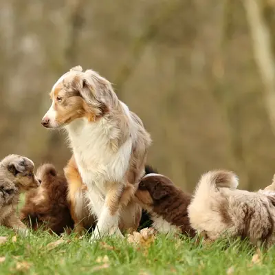 Spirit of Topenga's Mini Australian Shepherds  cover