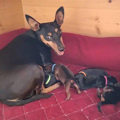 Litter photo