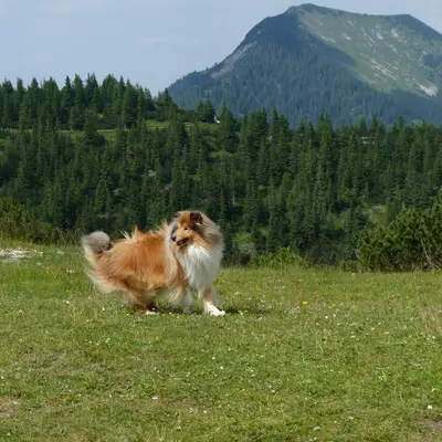 Collie of Burning Hill, Saarland