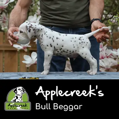Applecreek’s Bull Beggar