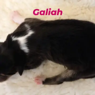 Galiah von der Brettachwiese