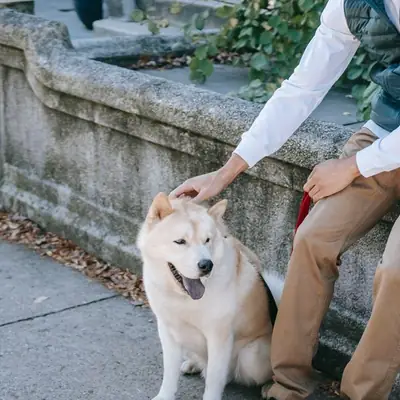 Dog Insurance Guide: Surgery, Health & Liability