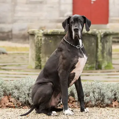 Deutsche Dogge kaufen: Kosten, Züchter & Tipps [2026]