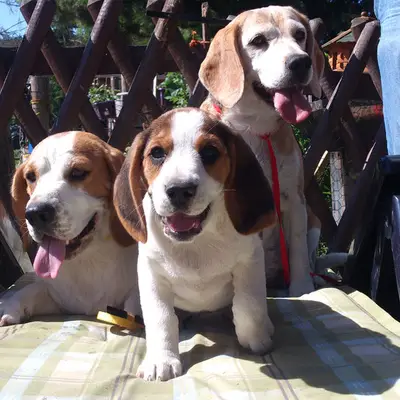 Beagle von der Krayenburg, Thüringen