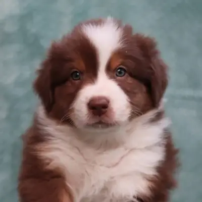 L.A. United Colors BROWN