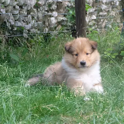 Elias
