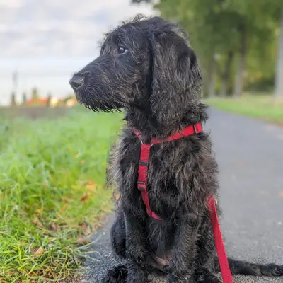 Clara