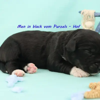 Men in black 