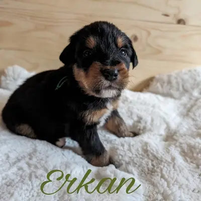 Erkan