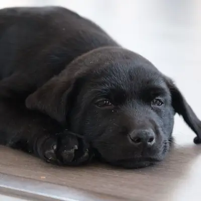 How Often to Deworm a Dog: Schedules & Methods