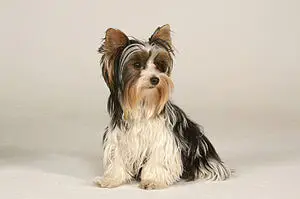 Biewer Terrier Charakter & Wesen: Passt die Rasse zu dir?