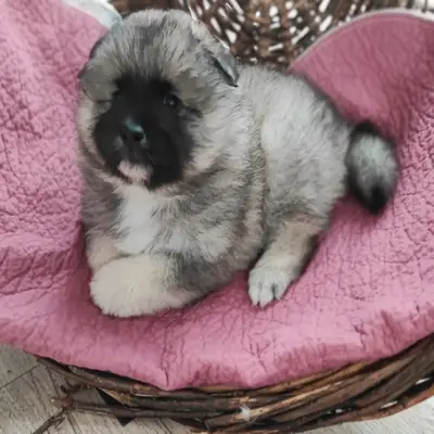 Juno