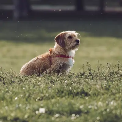 Bernedoodle povaha a chov: Co musíte vědět