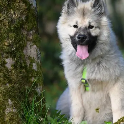 Cosa pensa il cane: la guida di Alexandra Horowitz