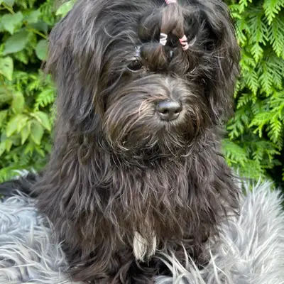 Maltipoo vs Cockapoo: Hvilken hund passer bedst til dig?