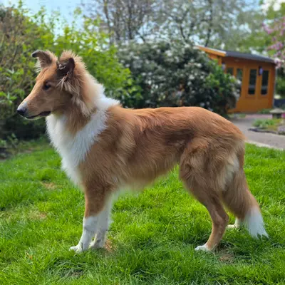 Märchencollies – Collie (Langhaar) Züchter, Nordrhein-Westfalen