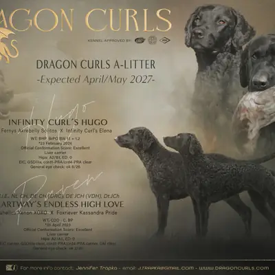 Dragon Curls – Curly Coated Retriever Züchter, Nordrhein-Westfalen