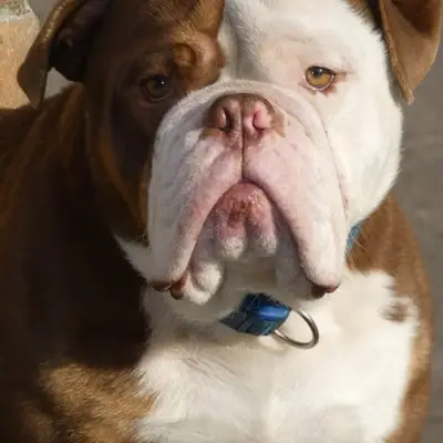 Angelic Power Bulldogs und vom Yangbajain-Tal – Old English Bulldog Züchter, Mecklenburg-Vorpommern