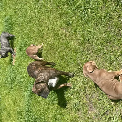 Salud del Old English Bulldog: Enfermedades y Prevención