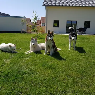 Siberian Husky of Anadyr River, Baden-Württemberg