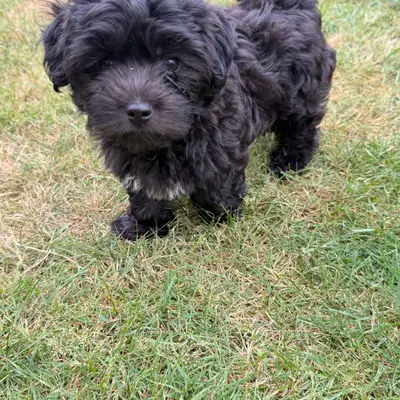 Watson