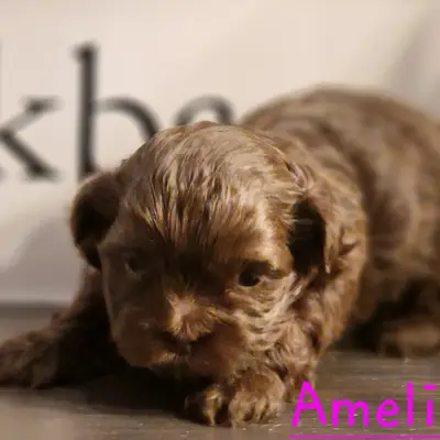 Amelie