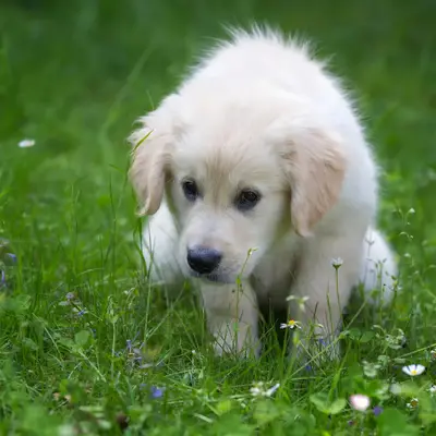 Puppy's zindelijk maken: professionele tips en trucs