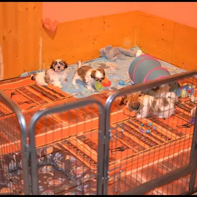 Shih Tzu Züchter finden: So erkennst du seriöse Züchter [2026]