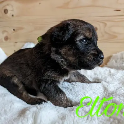 Elton