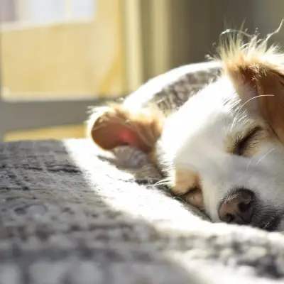 Hoeveel slaap heeft mijn hond nodig?