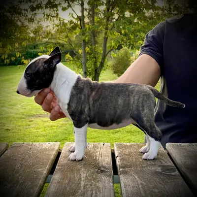 Hündin gestromt-weiss