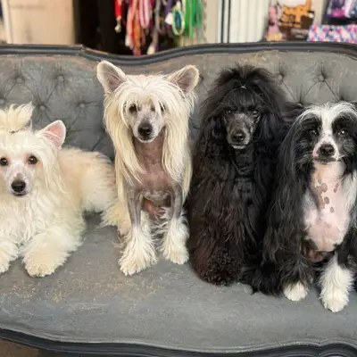 The Bushwalker – Chinese Crested Dog Züchter, Niedersachsen