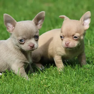 Chihuahuas vom Waldsee  cover