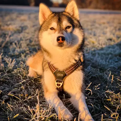 Adottare un Pomsky dal canile: Consigli e Esperienze