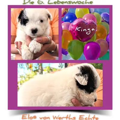 Kinga