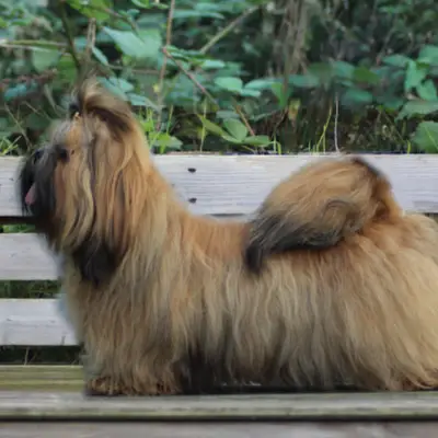 Shih Tzu von Xi-Shi quan, Nordrhein-Westfalen